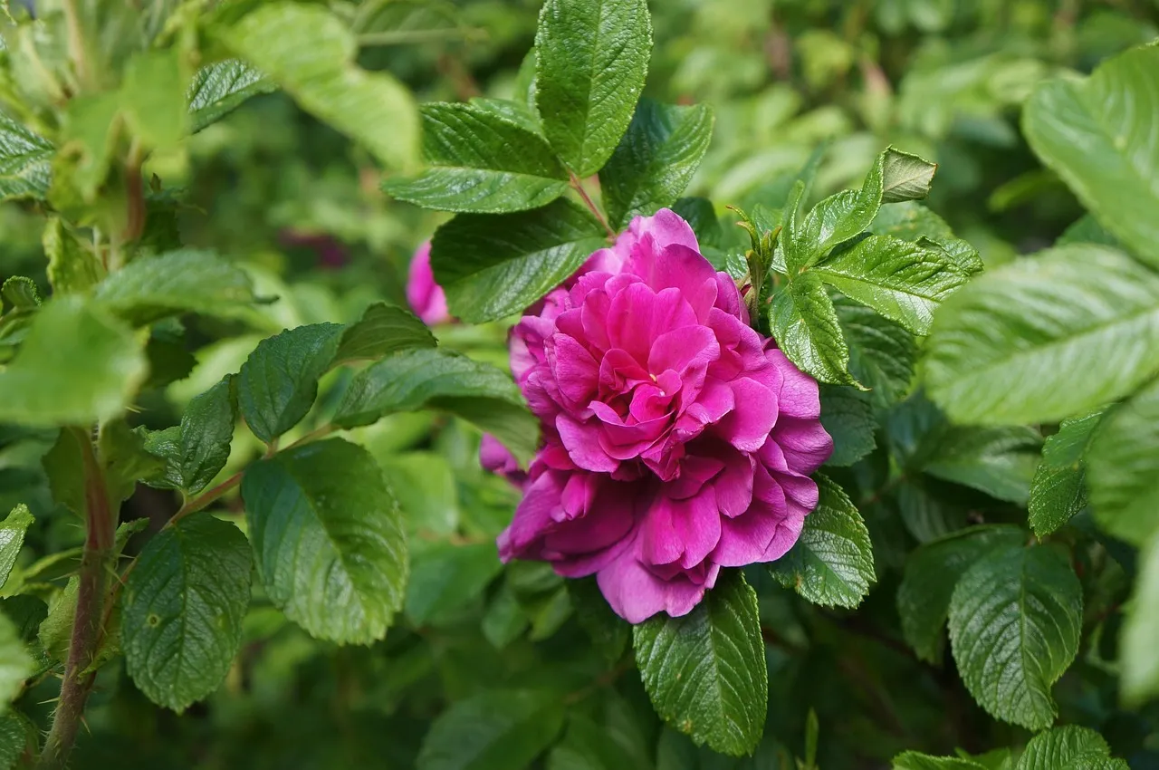 In Praise of Beauty- Downloadable Digital File In Praise of Beauty- Downloadable Digital File
