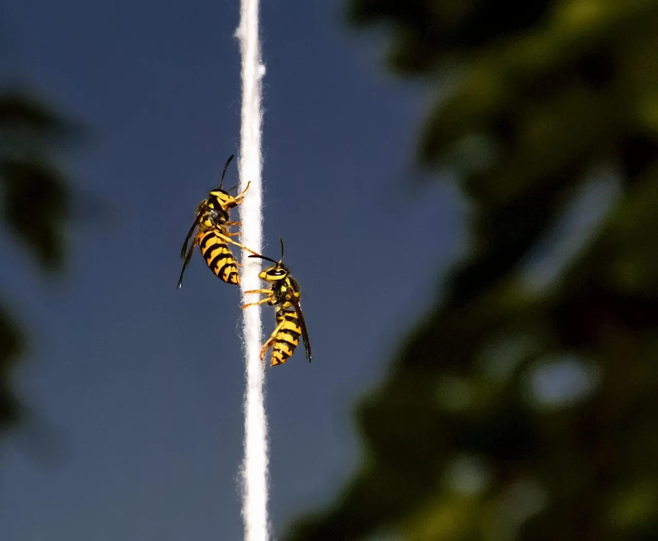 The Golden String