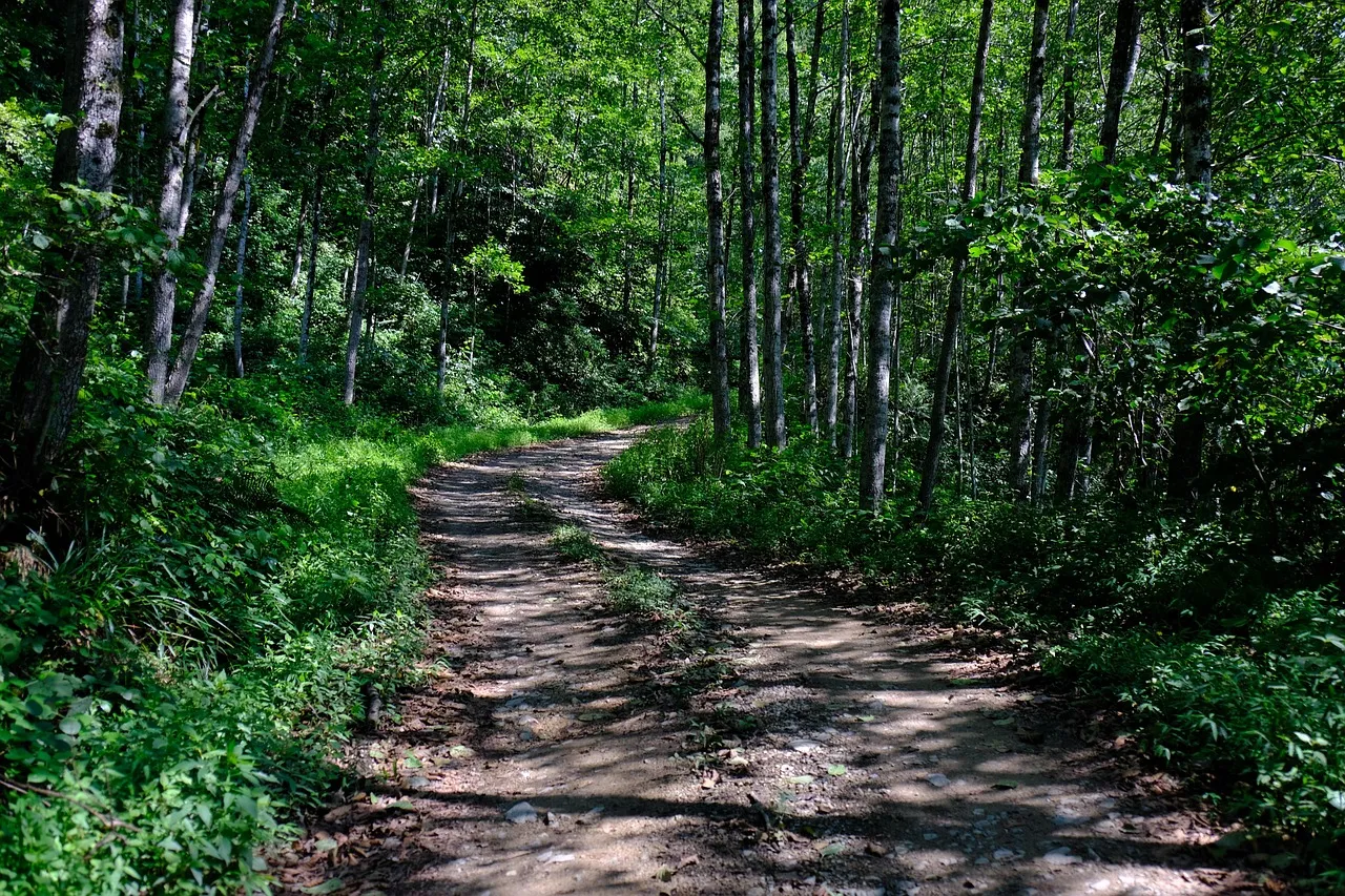 A Path Revealed A Path Revealed