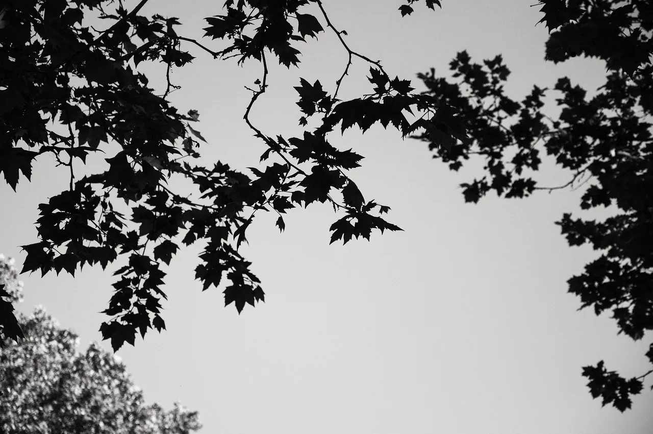 Meditation and the  Opening of the Heart